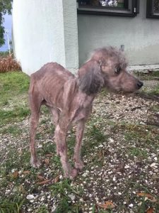 De la orilla de la inanición a una historia de supervivencia: el inspirador viaje de un perro flaco mientras lucha por recordar cómo comer después de días de sufrimiento.